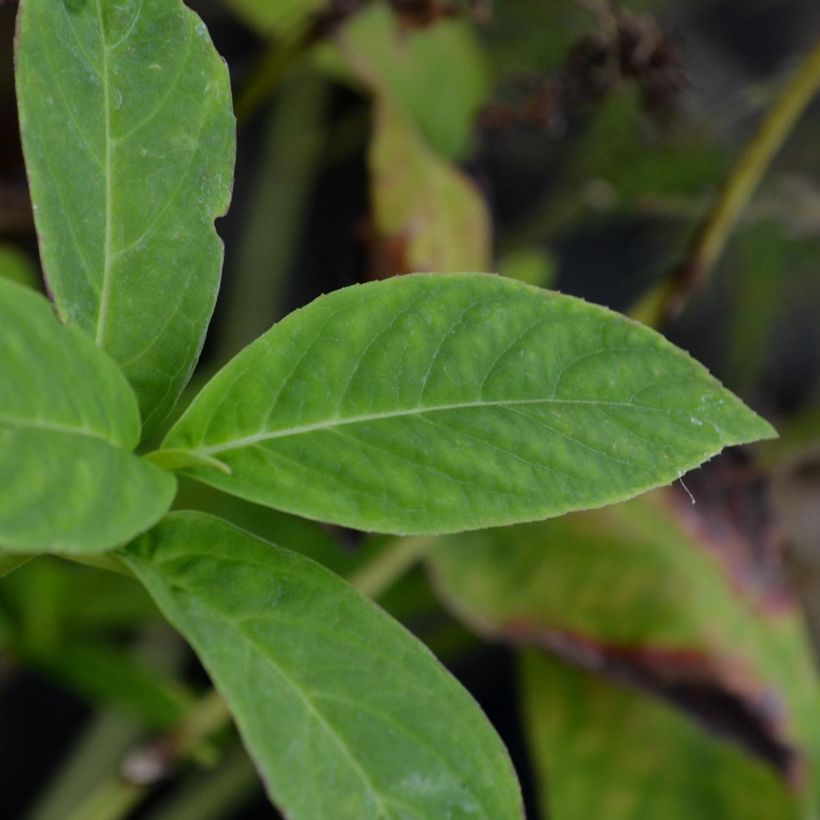 Hydrangea serrata Grayswood - Ortensia (Fogliame)