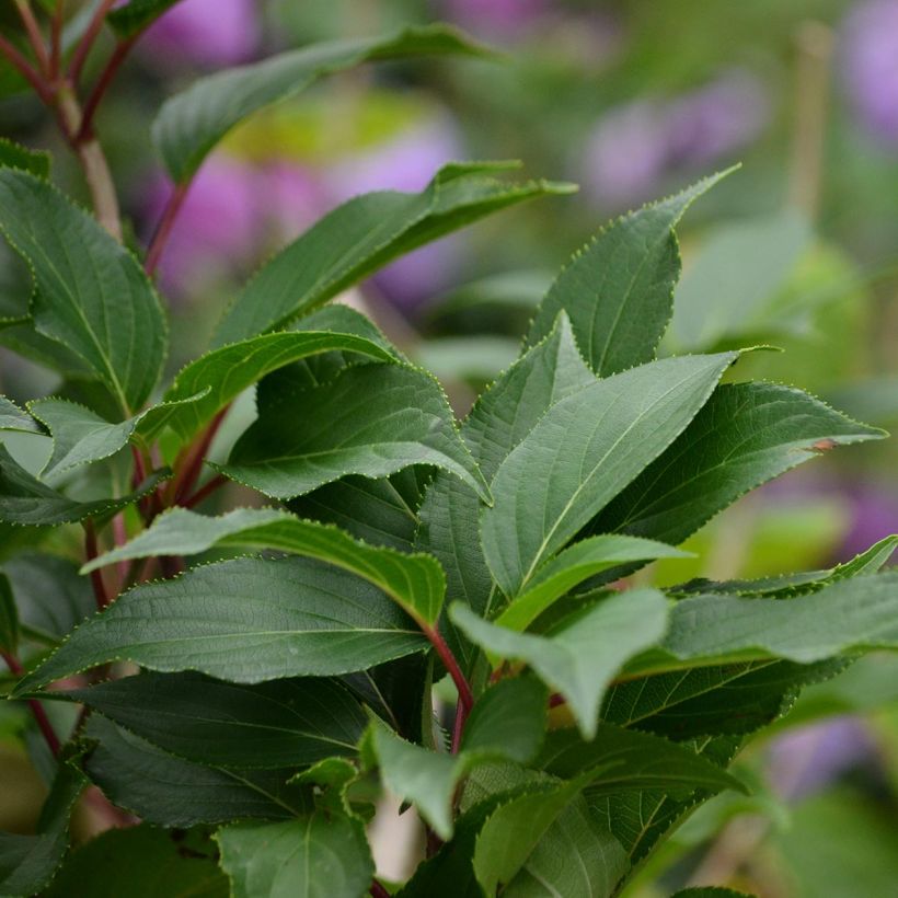 Hydrangea serrata Blue Bird - Ortensia (Fogliame)