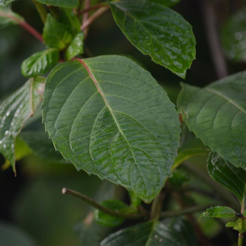 Hydrangea serrata Precioza - Ortensia (Fogliame)