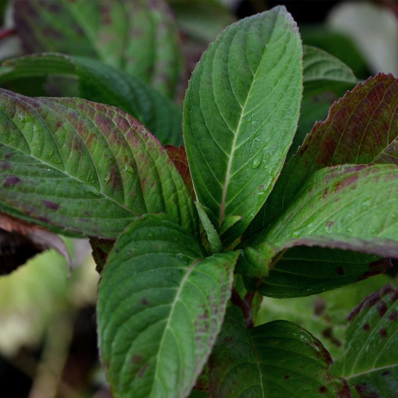 Hydrangea serrata Santiago - Ortensia (Fogliame)