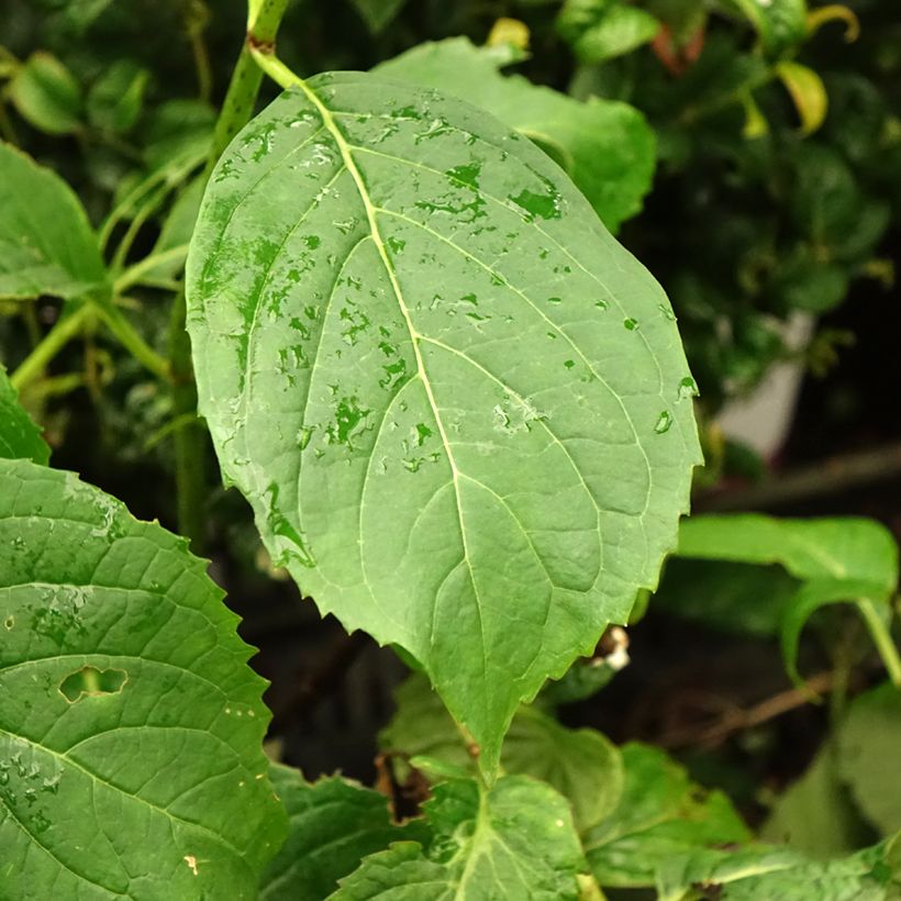 Hydrangea serrata Vicomte de Kerlot - Ortensia (Fogliame)