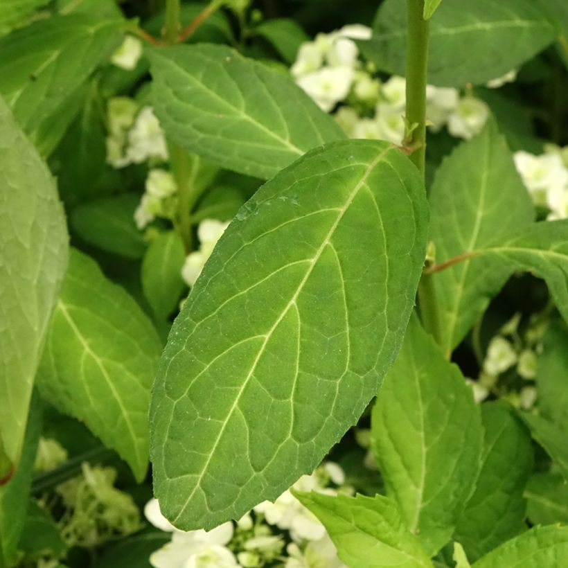 Hydrangea serrata White on White - Ortensia (Fogliame)