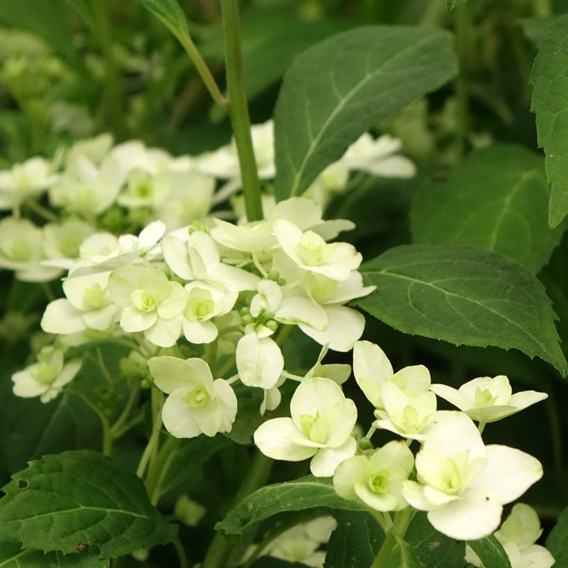 Hydrangea serrata White on White - Ortensia (Fioritura)