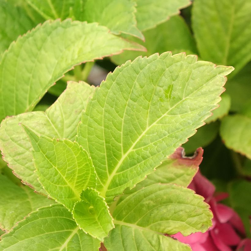 Hydrangea macrophylla Eughen Hahn - Ortensia (Fogliame)