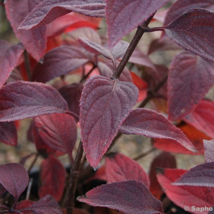 Hydrangea paniculata Diamant Rouge - Ortensia paniculata (Fogliame)