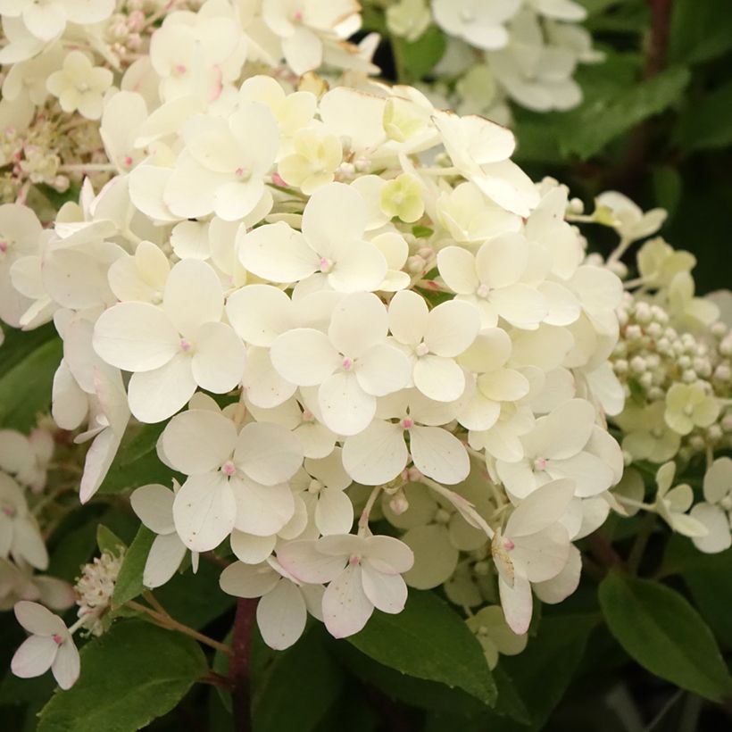 Hydrangea paniculata Petite Star - Ortensia paniculata (Fioritura)