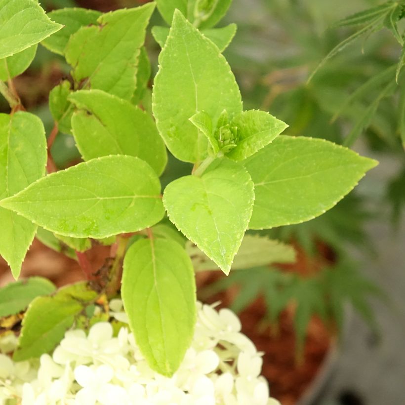 Hydrangea paniculata Tardiva - Ortensia paniculata (Fogliame)