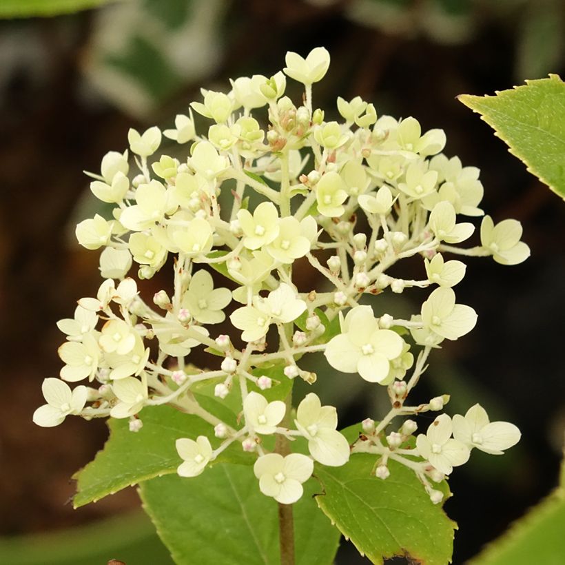 Hydrangea paniculata Pandora - Ortensia paniculata (Fioritura)