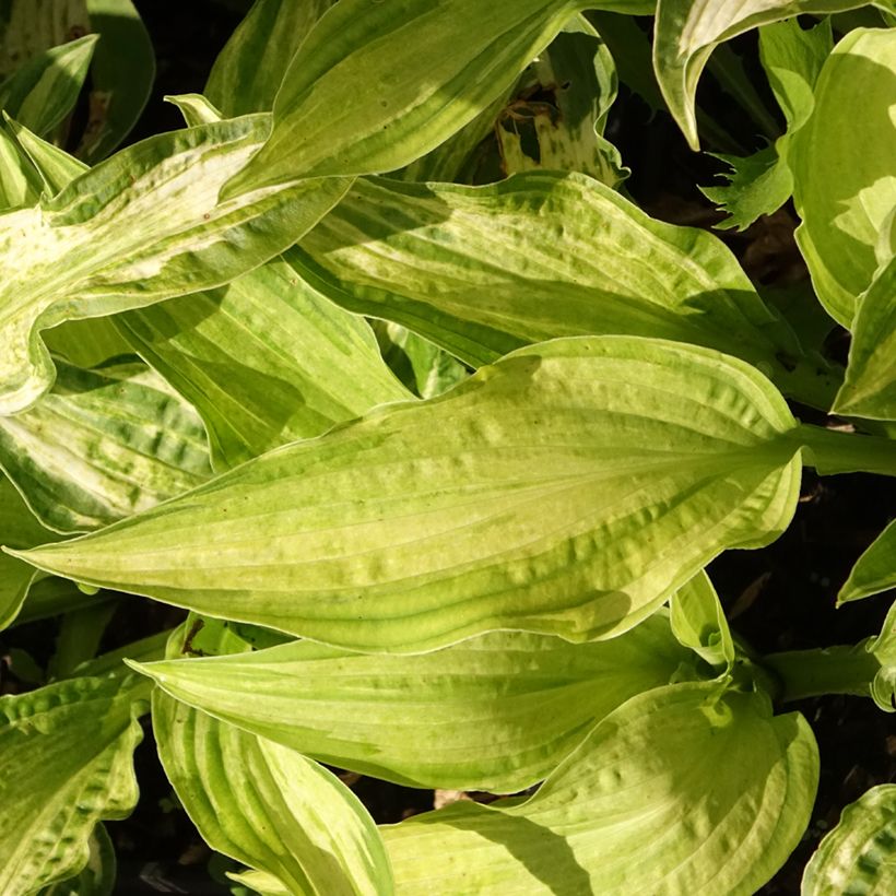 Hosta Allegan Fog (Fogliame)