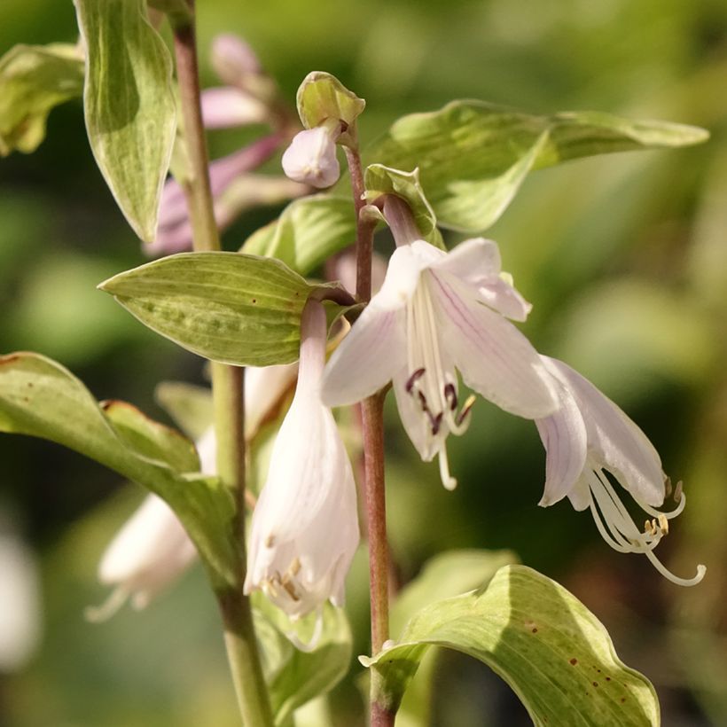 Hosta Allegan Fog (Fioritura)