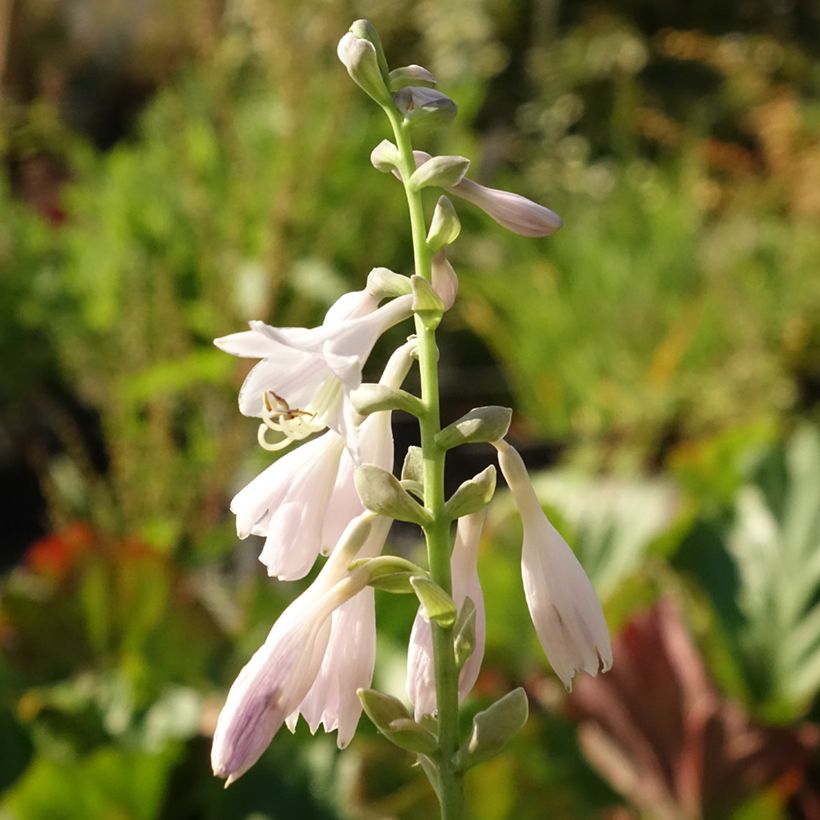 Hosta August Moon (Fioritura)