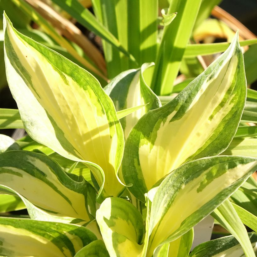 Hosta Beach Boy (Fogliame)