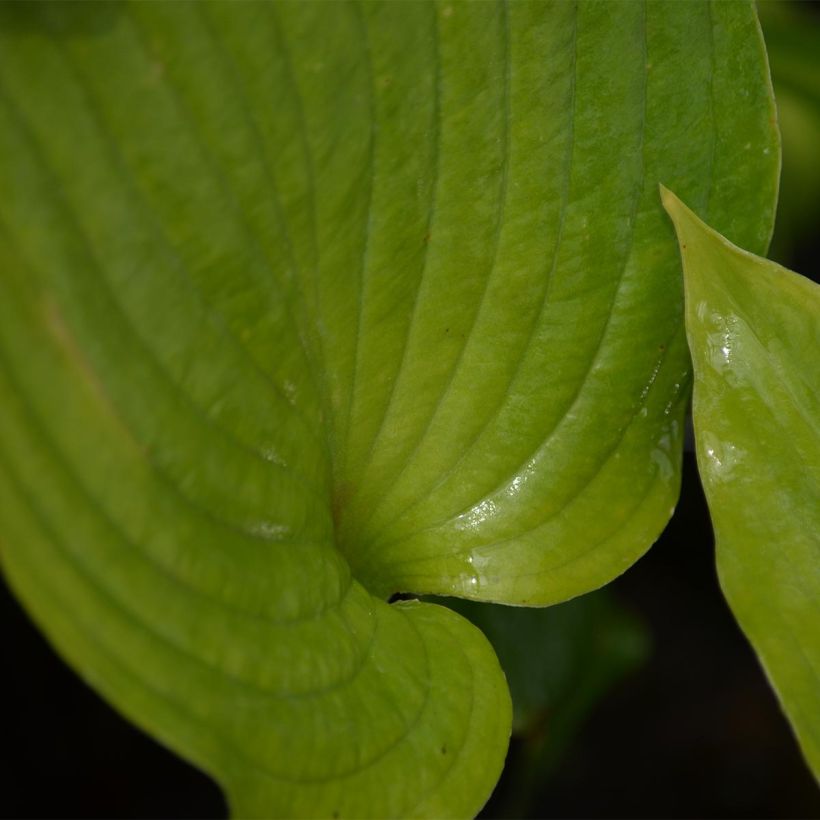 Hosta Hosta Blue Angel (Fogliame)