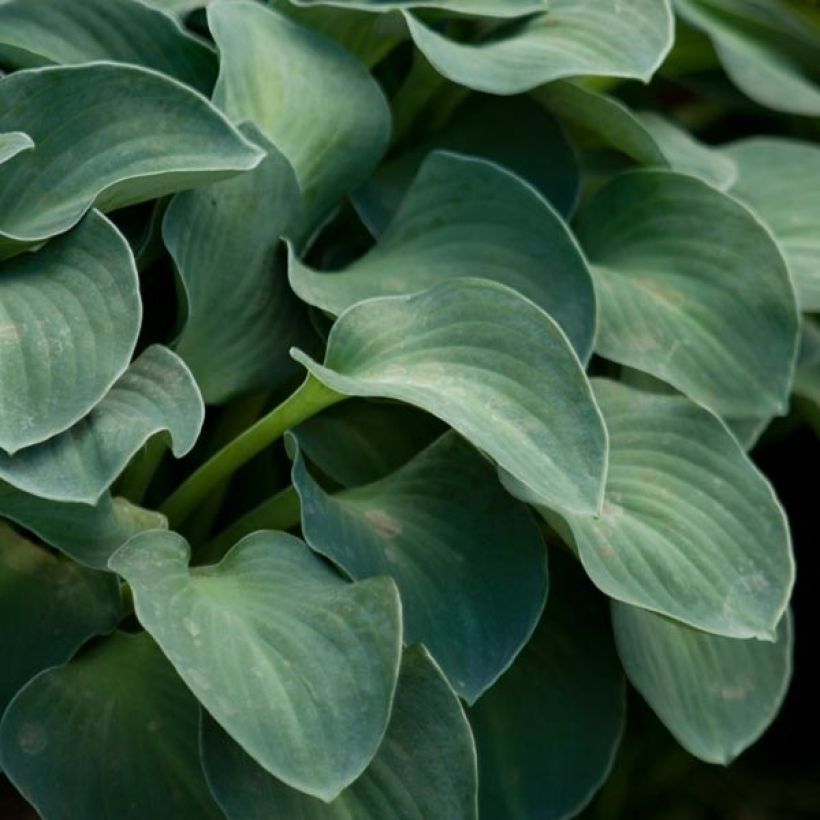 Hosta Blue Mouse Ears (Fogliame)