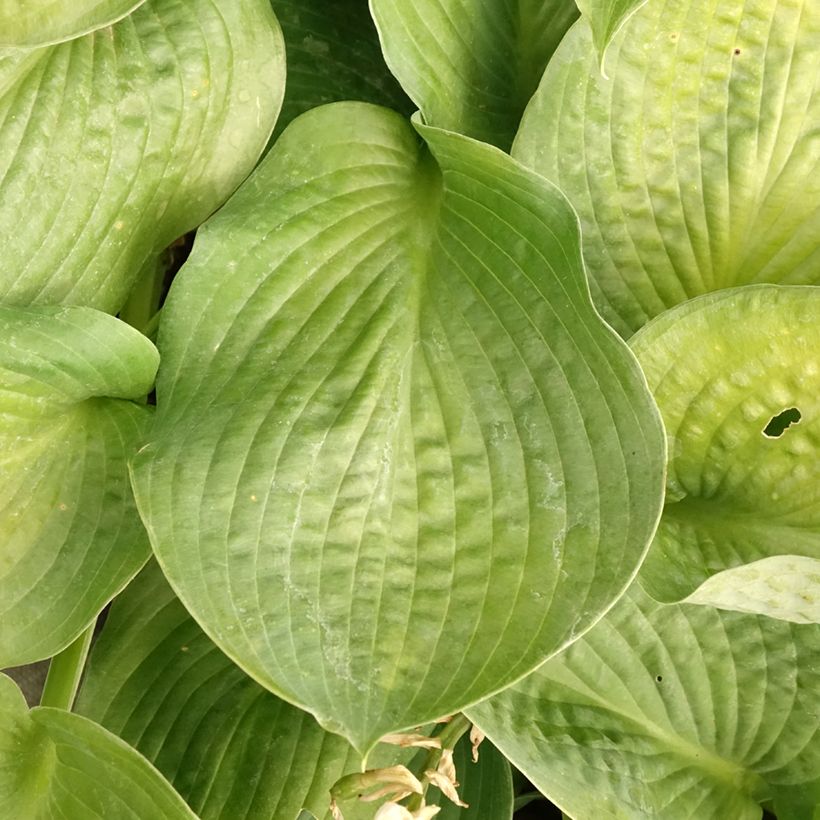 Hosta Bressingham Blue (Fogliame)