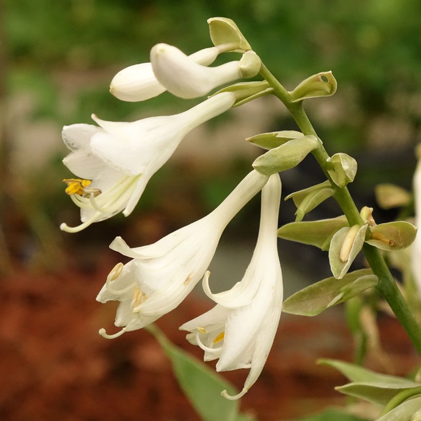 Hosta Bressingham Blue (Fioritura)