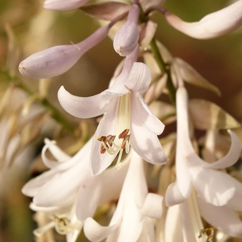 Hosta Bridal Falls (Fioritura)