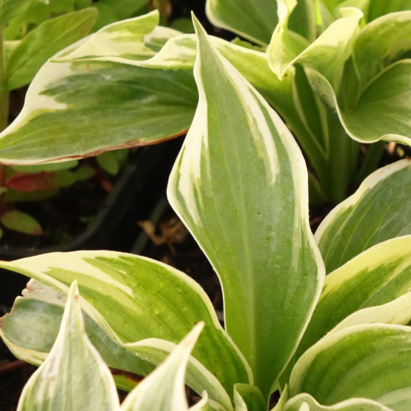 Hosta Broadway (Fogliame)