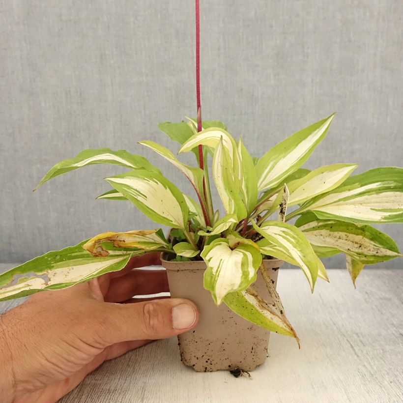 Esemplare di Hosta Cherry Berry Godet de 9cm consegnato in estate