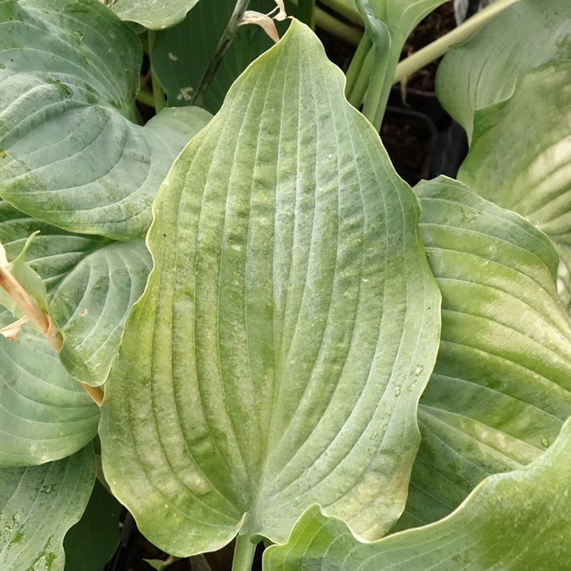 Hosta Diamond Lake (Fogliame)