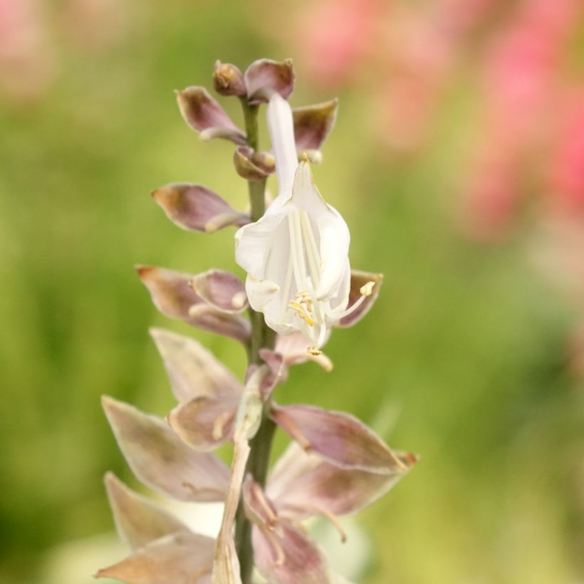 Hosta Diamond Lake (Fioritura)