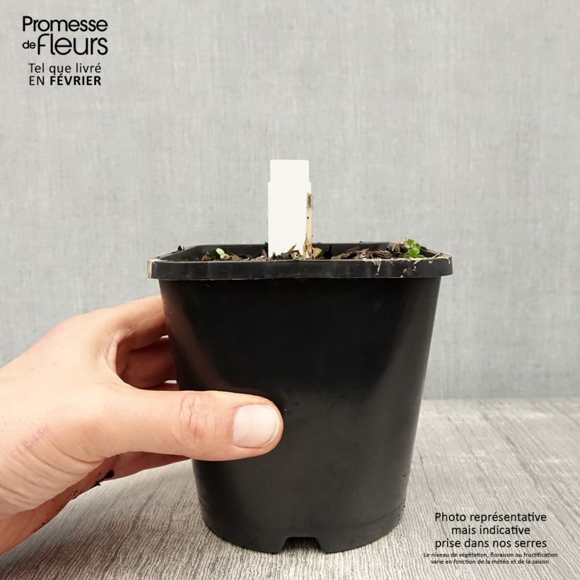 Hosta Enterprise Pot de 1,5L/2L esemplare consegnato in inverno