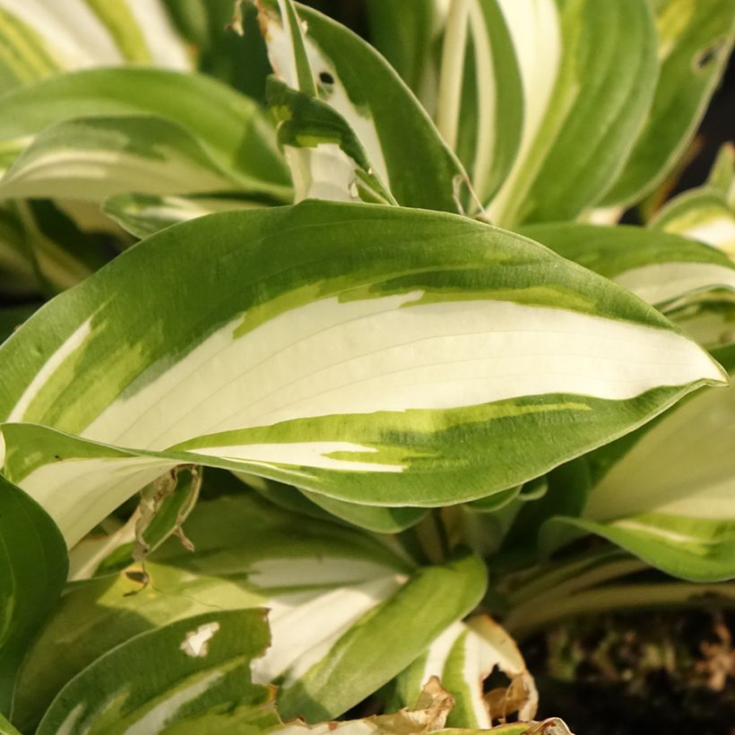 Hosta Enterprise (Fogliame)