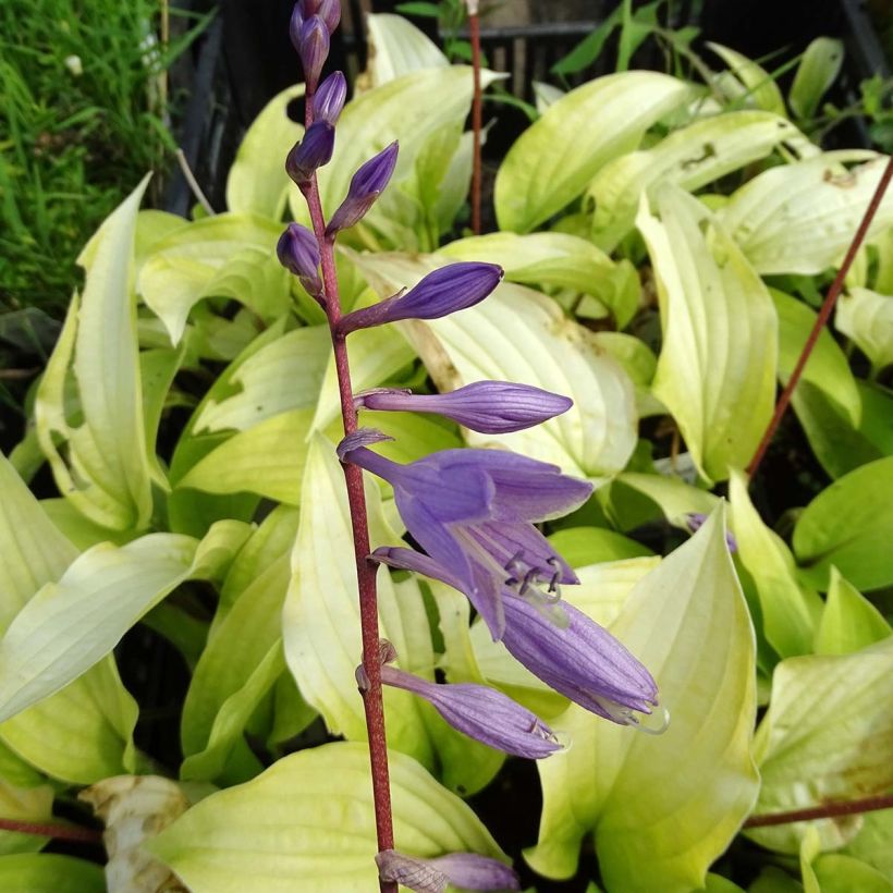 Hosta fire Island (Fioritura)