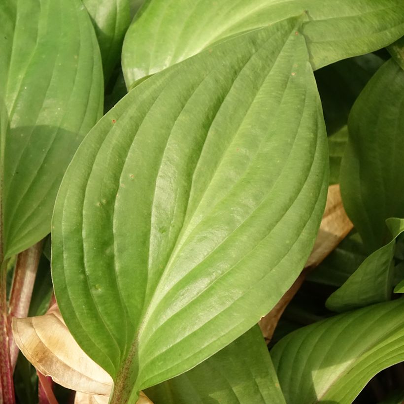 Hosta First Blush (Fogliame)