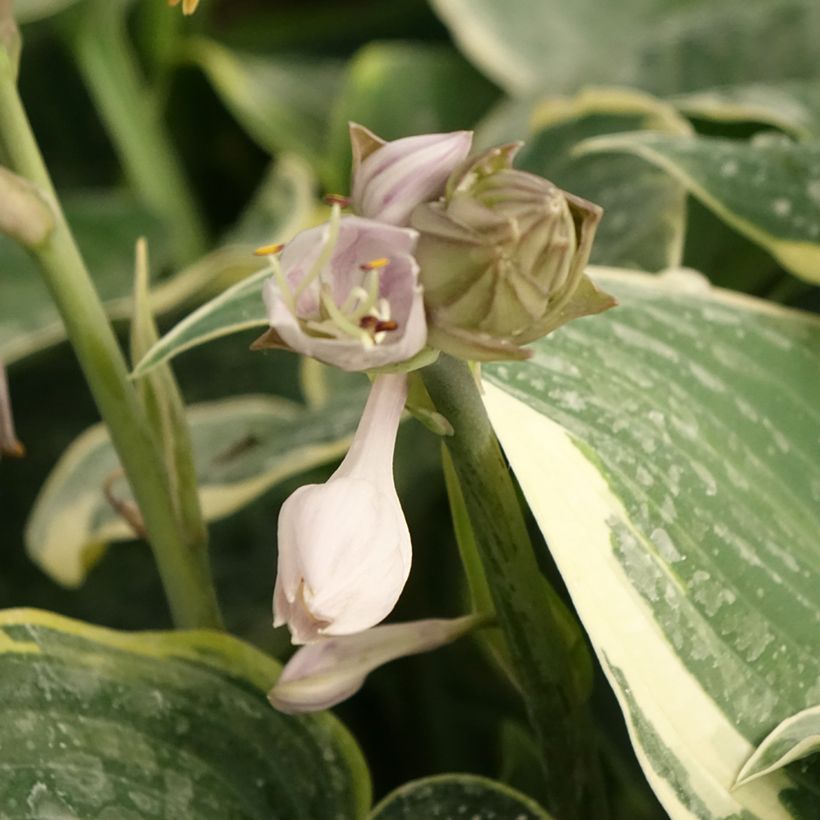 Hosta First Frost (Fioritura)