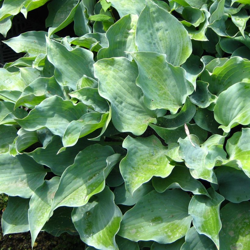 Hosta Flemish Sky (Fogliame)