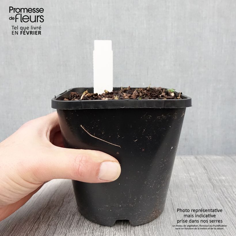 Hosta Forbidden Fruit Pot de 1,5L/2L esemplare consegnato in inverno