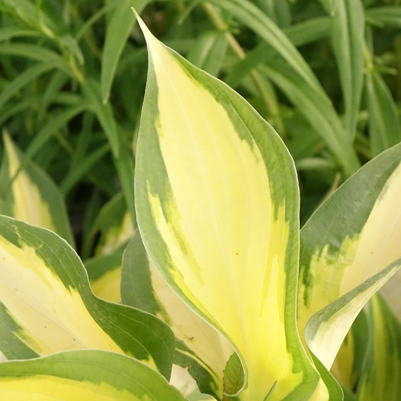 Hosta Forbidden Fruit (Fogliame)