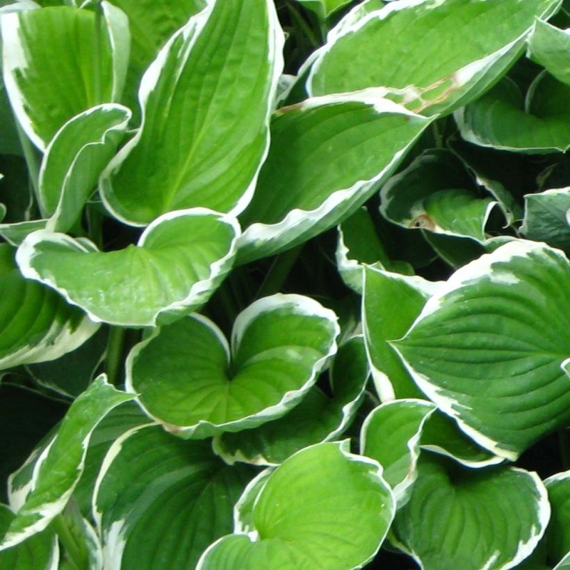 Hosta fortunei Francee (Fogliame)