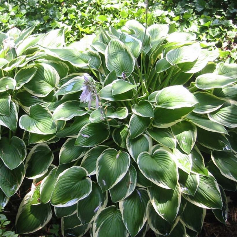 Hosta fortunei Francee (Porto)