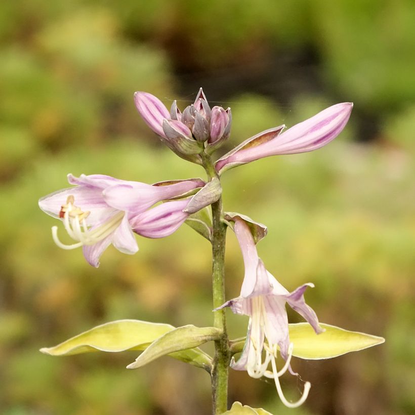 Hosta fortunei Gold Standard (Fioritura)