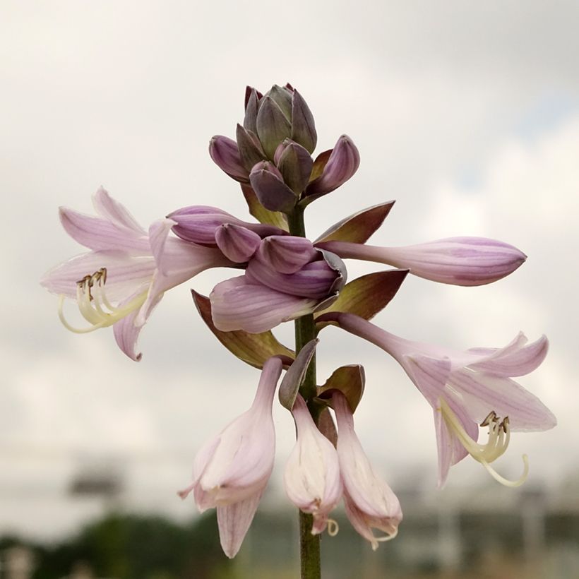 Hosta fortunei Gold Standard (Fogliame)