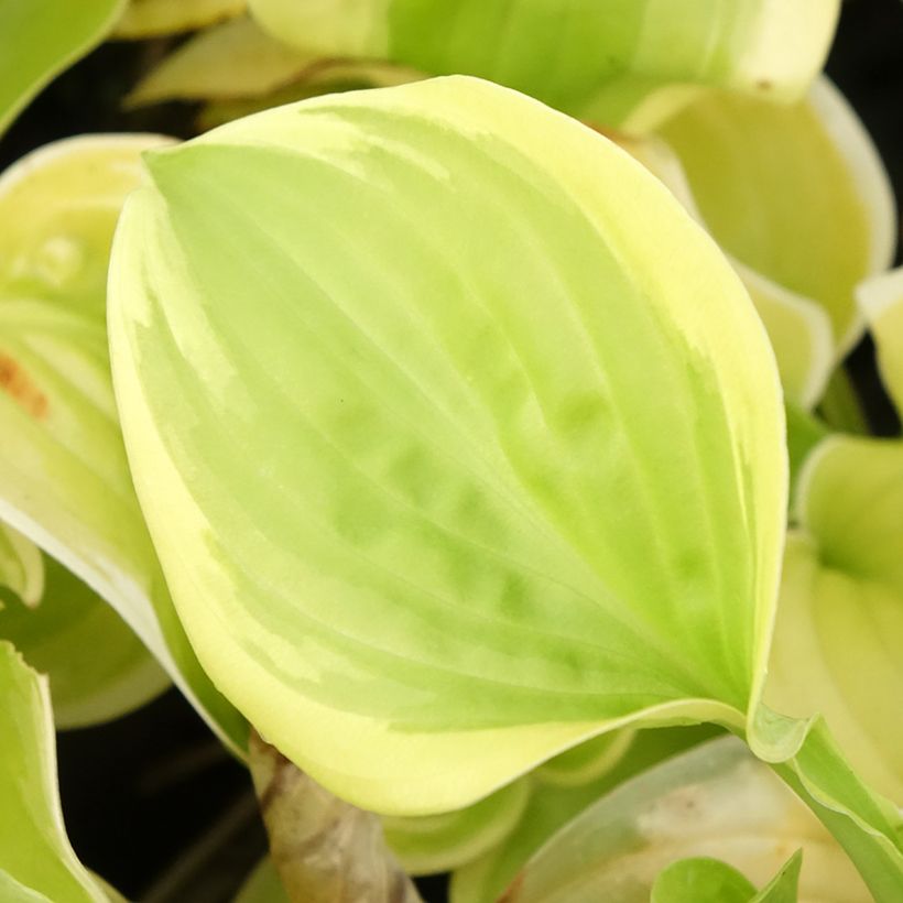 Hosta Fragrant Bouquet (Fogliame)