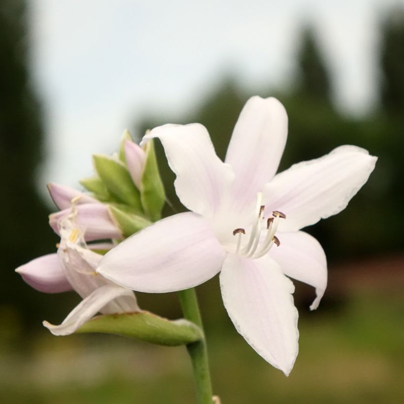 Hosta Fragrant Bouquet (Fioritura)