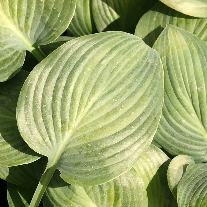 Hosta Goldbrook Glimmer (Fogliame)