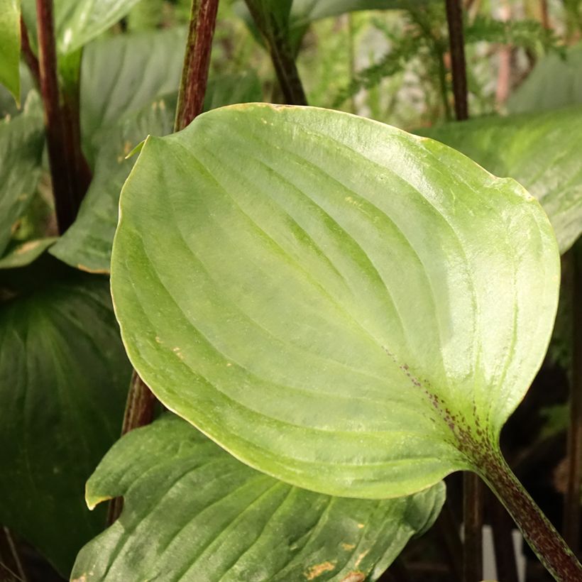 Hosta Gooseberry Sundae (Fogliame)