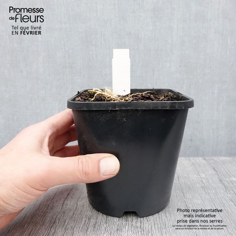 Hosta Great Expectations Pot de 1,5L/2L esemplare consegnato in inverno