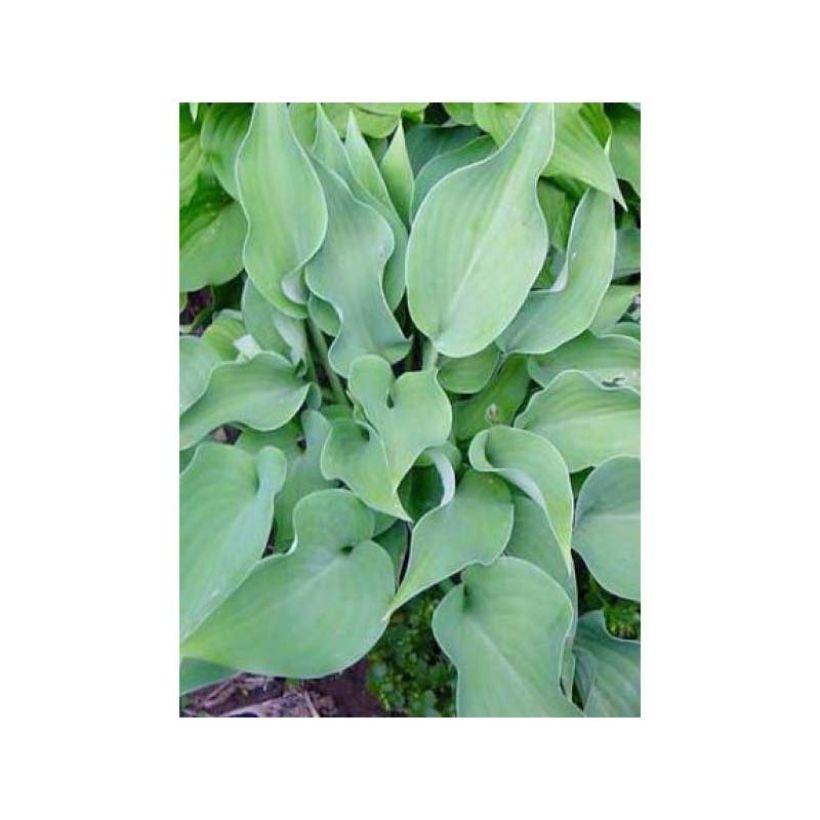 Hosta Grey Beauty (Fogliame)