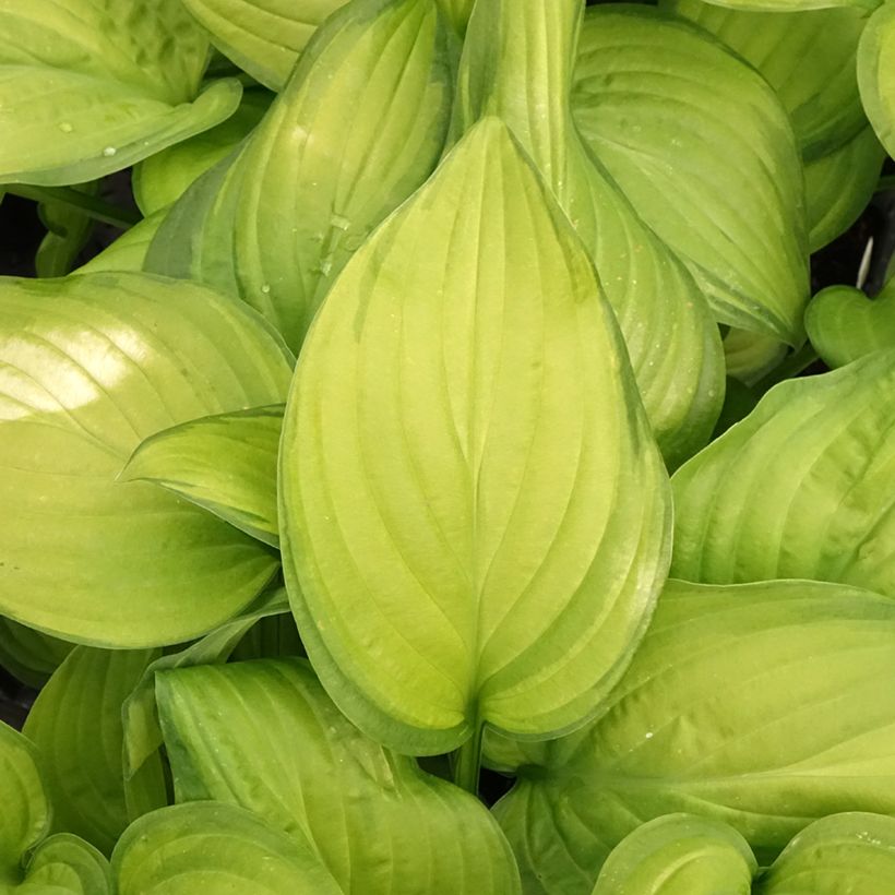 Hosta Guacamole (Fogliame)