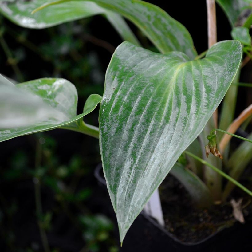 Hosta tardiana Halcyon (Fogliame)