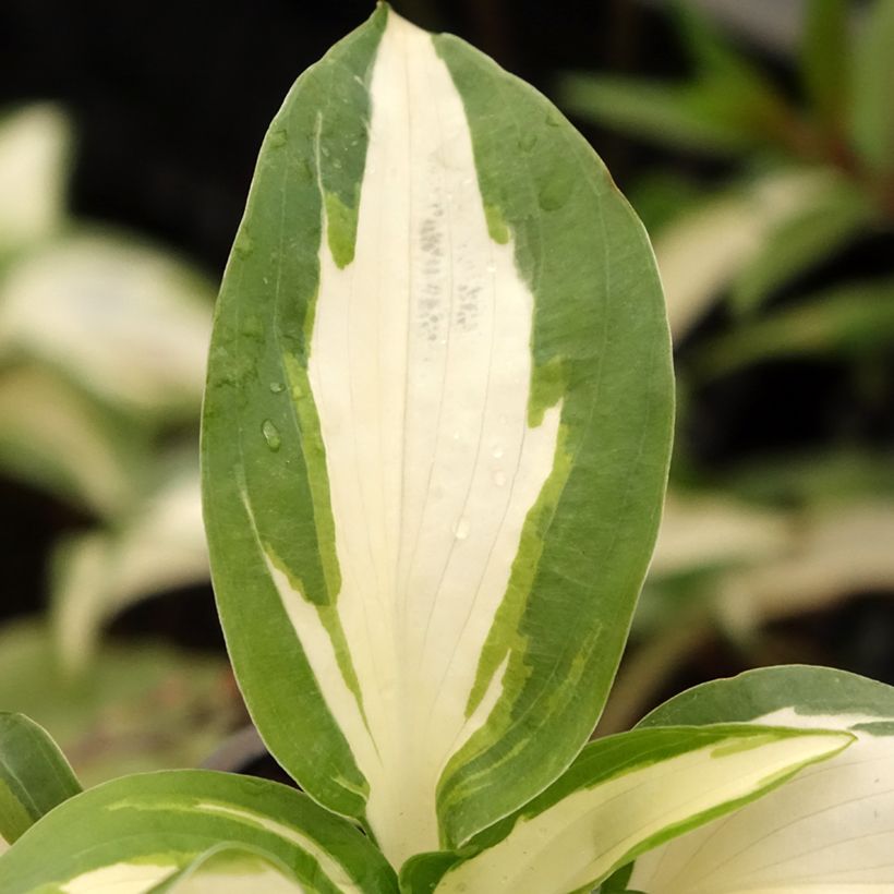 Hosta Hans (Fogliame)