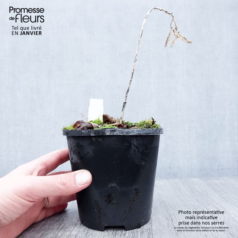 Hosta Hans - Pot de 1,5L/2L esemplare consegnato in inverno