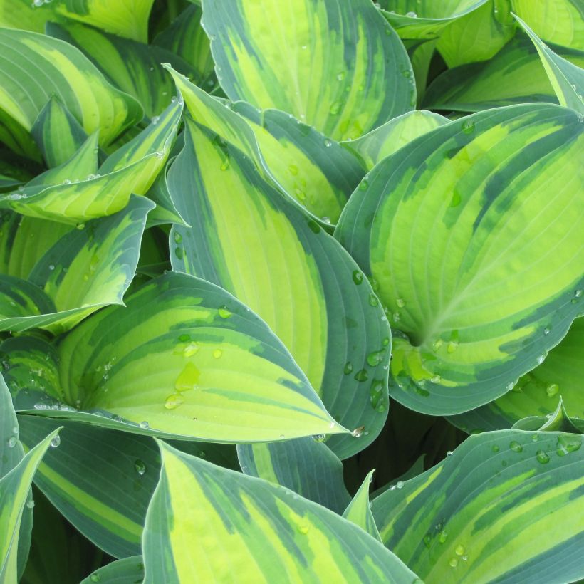 Hosta tardiana June (Fogliame)