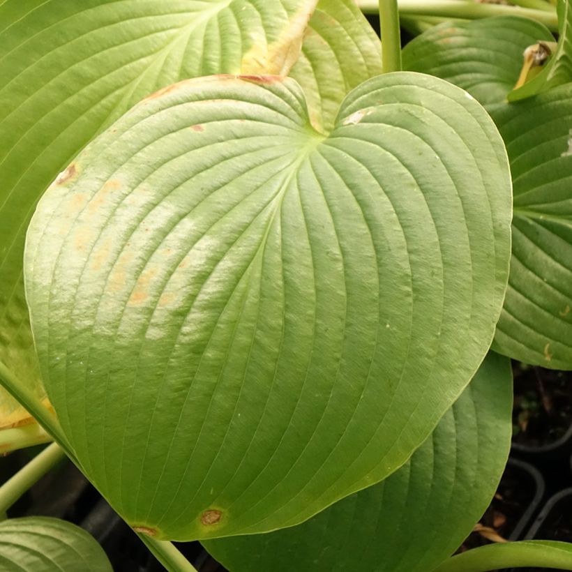 Hosta Jurassic Park (Fogliame)