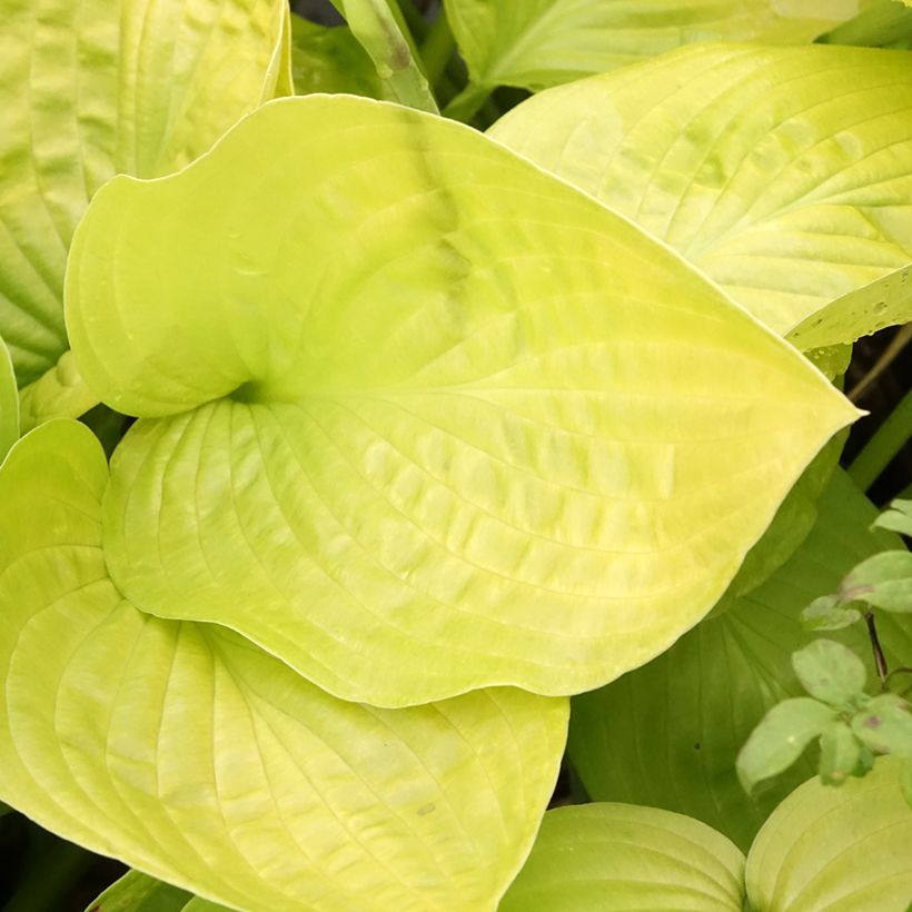 Hosta Ki Ren Jyaku (Fogliame)